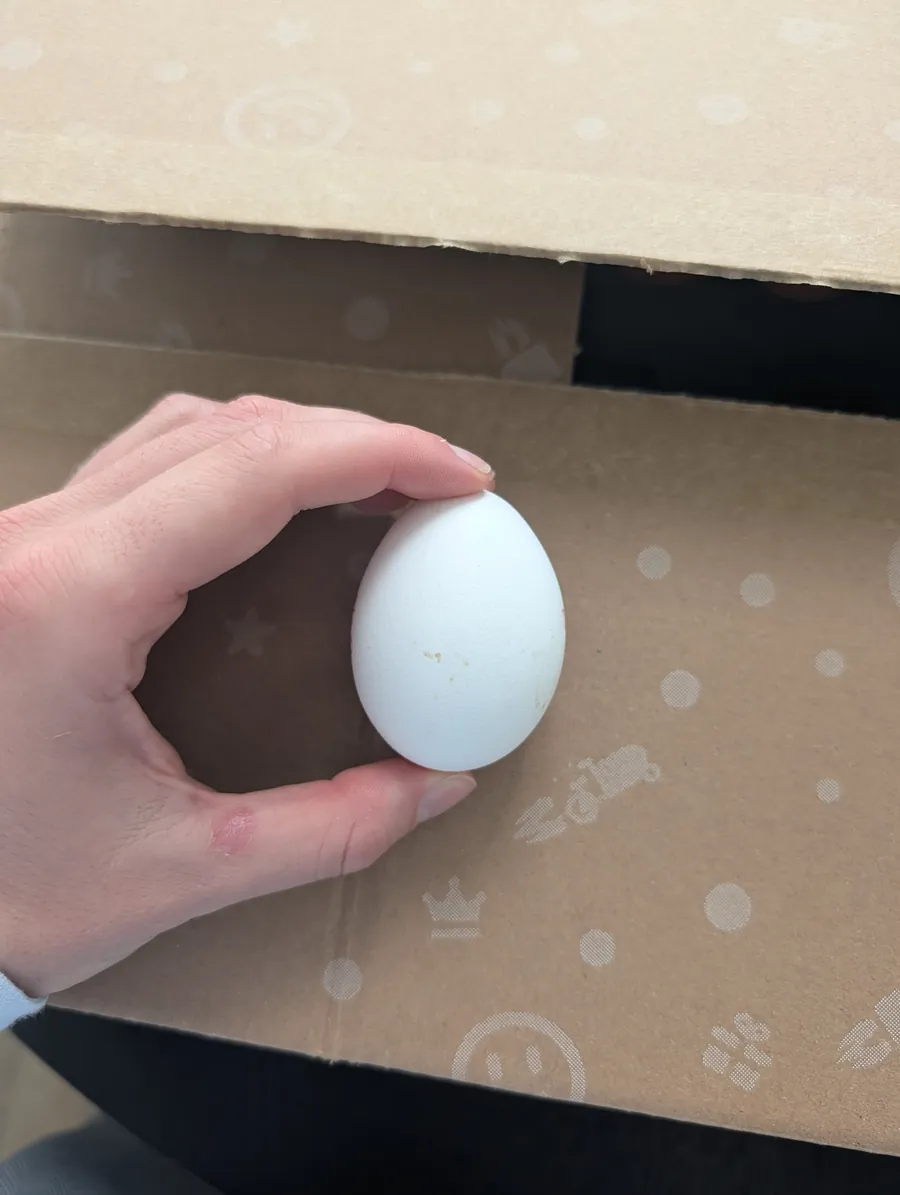 Wit Wubbeloqtje in de hand boven een kartonnen verzenddoos