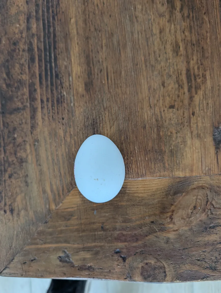 Wit Wubbeloqtje rechtop op een oude houten tafel